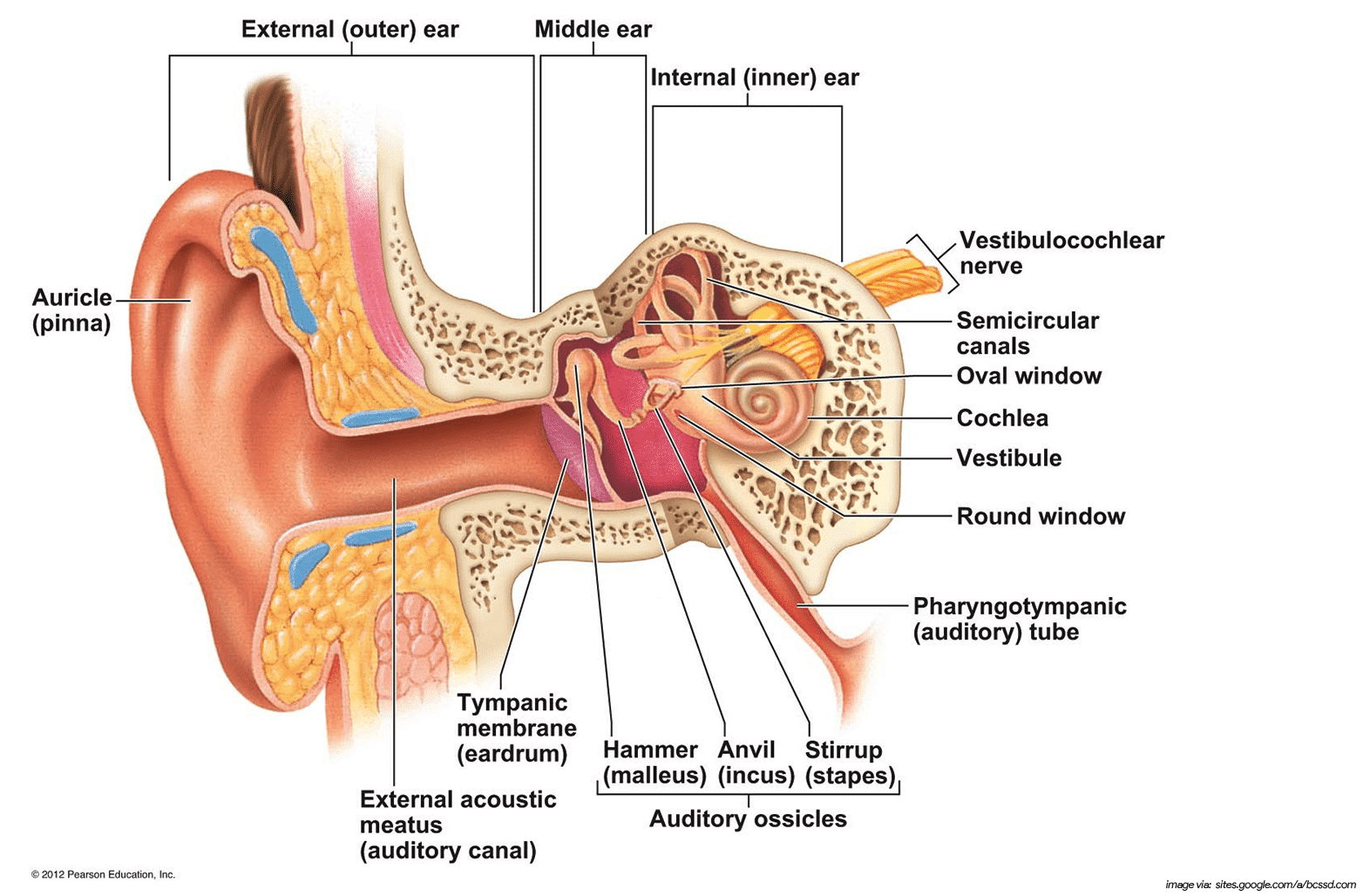 Ear anatomy